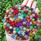 Lithops Bonsai Living Stones Succulent Cactus Organic Garden 200 Seeds