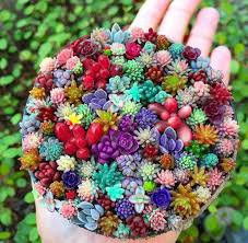 Lithops Bonsai Living Stones Succulent Cactus Organic Garden 200 Seeds