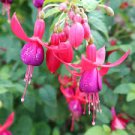 Red Fuchsia Bonsai Potted Flower Garden Potted Plants Hanging Fuchsia Flowers 100 Seeds