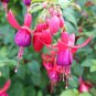 Red Fuchsia Bonsai Potted Flower Garden Potted Plants Hanging Fuchsia Flowers 100 Seeds