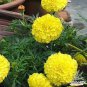 Bright Yellow Potted Marigold 100 Seeds