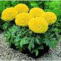 Bright Yellow Potted Marigold 100 Seeds