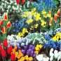 Imported Hydro Tulip Bulbs Fresh Garden Bulbs All Season Planting Available 20 Seeds