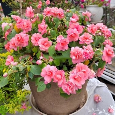 Garden Dwarf Balsam Pretty Double Impatiens Flower Novelty Bonsai 200 Seeds