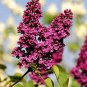 Mini Violet Beautiful Bonsai Flower 200 Seeds