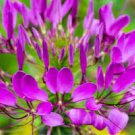 Spider Lily Flowers Seeds Purple Color 200 Seeds