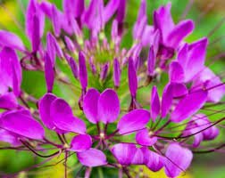 Spider Lily Flowers Seeds Purple Color 200 Seeds