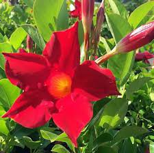 Mandevilla Sanderi Seeds Red Flowers 200 Seeds