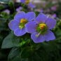 Exacum Affine Seeds Hybrid F1 Persian Violets 200 Seeds