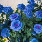 Blue Climbing Rose 100 Seeds