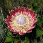 Protea Cynaroides Seeds Water Pink Flowers 4 Seeds