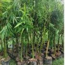 Buddha Bamboo Seeds Bonsai Ornamental Plants 200 Seeds