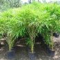 Buddha Bamboo Seeds Bonsai Ornamental Plants 200 Seeds