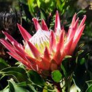 Protea Cynaroides 'Maddie' 4 Seeds