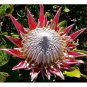 Protea Cynaroides 'Maddie' 4 Seeds