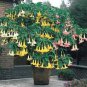 Brugmansia Datura Mixed 200 Seeds
