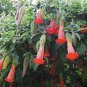 Brugmansia Datura Mixed 200 Seeds