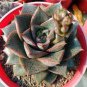 Echeveria Purpusorum 200 Seeds