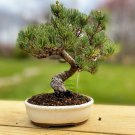 Japanese Five Needle Pine 100 Seeds