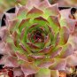 Sempervivum Hybridum Seeds Hen and Chicks Hardy Perennial Succulent 200 Seeds