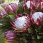 Protea Cynaroides Hybrid 4 Seeds