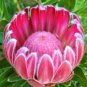 Protea Cynaroides Seeds Light Pink Big Blooming Flowers Perennial Shurbs 4 Seeds