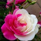Rare Rose Flower Together Beautiful Bonsai Rose 400 Seeds