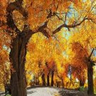 Populus Euphratica Seeds Ornamental Euphrates Poplar Salt Poplar Tree 100 Seeds