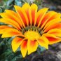 Orange Gazania Flower 40 Seeds
