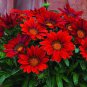 Red Gazania Flower Seeds Treasure Flower 40 Seeds
