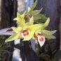 Dendrobe Seeds (Flower Powder) Dendrobium Orchid Flowers Herba Dendrobii 2 Seeds