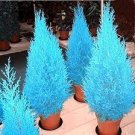 Italian Rare Dark Blue Cypress Tree Bonsai 100 Seeds