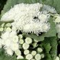 Ageratum Conyzoides Bonsai Rare Beautiful Flower Bonsai 200 Seeds