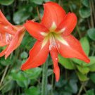 Amaryllis Bulbs, Papilio Hippeastrum Bulbs 10 Seeds