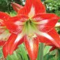 Amaryllis Bulbs, Papilio Hippeastrum Bulbs 10 Seeds
