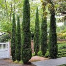 Cypress Trees Bonsai Perennial Courtyard Conifer Bonsais Plantas Natural 100 Seeds