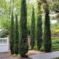 Cypress Trees Bonsai Perennial Courtyard Conifer Bonsais Plantas Natural 100 Seeds