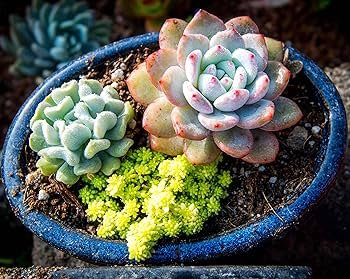 Mountain Rose Bonsai Rare Succulent Bonsai Flower Bonsai  200 Seeds