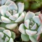 Mountain Rose Bonsai Rare Succulent Bonsai Flower Bonsai  200 Seeds