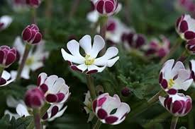 Night Blooming Phlox 200 Seeds