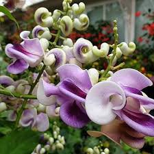 Vigna Caracalla, Lavender Snail Vine 40 Seeds
