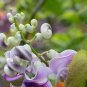 Vigna Caracalla, Lavender Snail Vine 40 Seeds