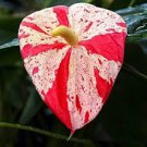 Anthurium Andraeanu Bonsai Plants Balcony Potted Anthurium Bonsai 200 Seeds