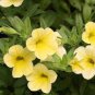 Mini Calibrchoa Million Bells Annual Flower Bonsai Seeds 200 Seeds