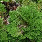 RESURRECTION PLANT Live! Rose of Jericho Dinosaur Fern Miracle Air Prehistoric 2 Seeds