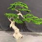 Bonsai Tree Plant Pine Tree Garland Fake Bonsai Tree Artificial Bonsai Trees Square Pots 2 Seeds