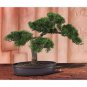 Bonsai Tree Plant Pine Tree Garland Fake Bonsai Tree Artificial Bonsai Trees Square Pots 2 Seeds