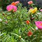 Mini Rose Bonsai Miniature Rose Bonsai 200 Seeds