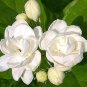 Rare Climbing Plants Bonsai Jasmine Flower Amazing Smell 200 Seeds