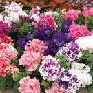 Mixed Color Flower Petunia Bonsai Exotic Bonsai Flowers Hanging Petunia Petals 200 Seeds